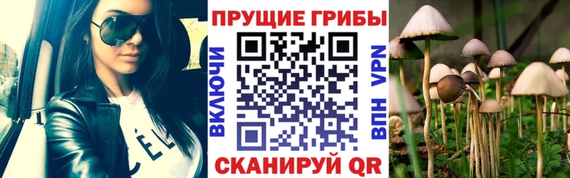магазин    Цимлянск  Галлюциногенные грибы прущие грибы 
